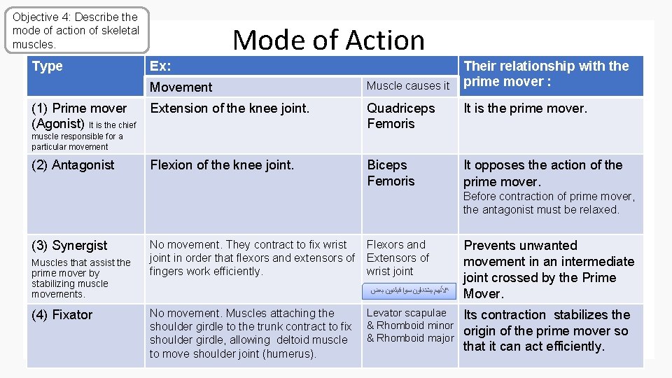 Objective 4: Describe the mode of action of skeletal muscles. Type (1) Prime mover
