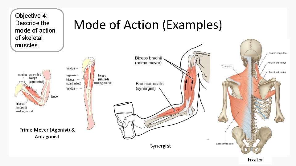 Objective 4: Describe the mode of action of skeletal muscles. Mode of Action (Examples)