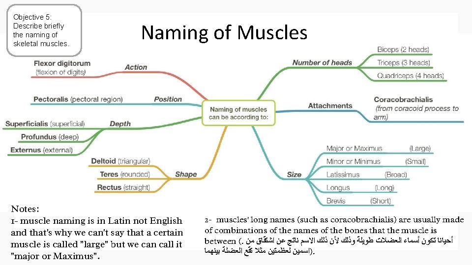 . Objective 5: Describe briefly the naming of skeletal muscles. Naming of Muscles Notes: