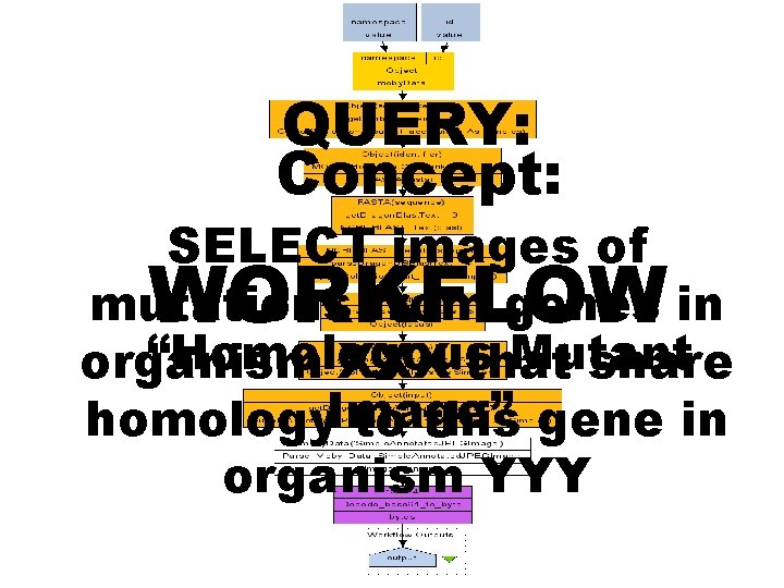 QUERY: Concept: SELECT images of mutations from genes in “Homologous Mutant organism XXX that