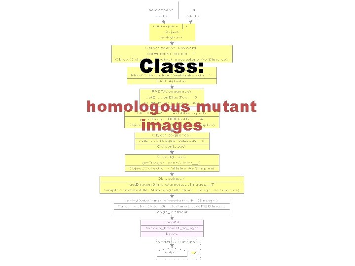 Class: homologous mutant images 