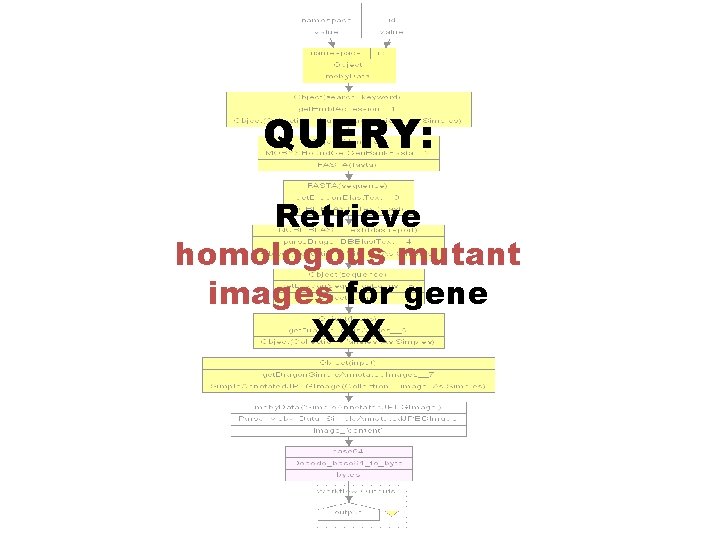 QUERY: Retrieve homologous mutant images for gene XXX 