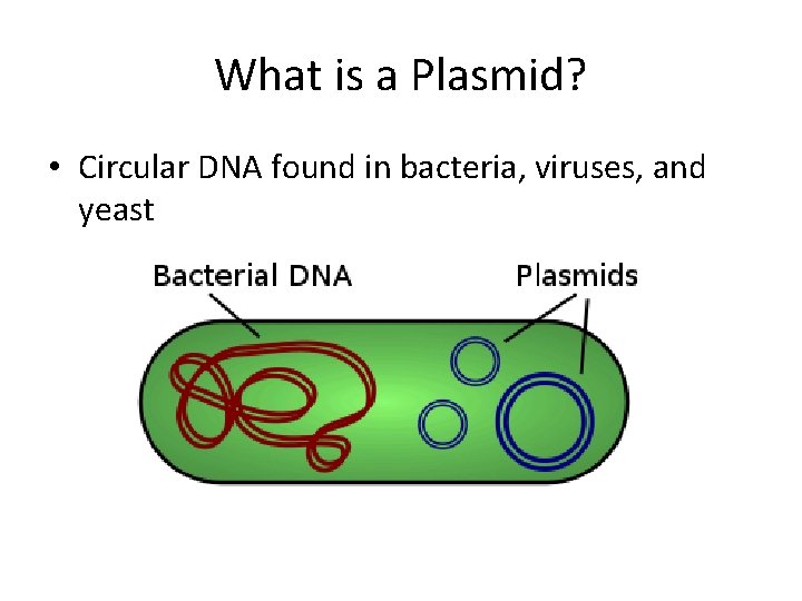 What is a Plasmid? • Circular DNA found in bacteria, viruses, and yeast 