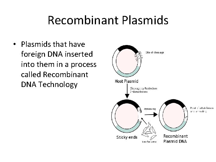 Recombinant Plasmids • Plasmids that have foreign DNA inserted into them in a process