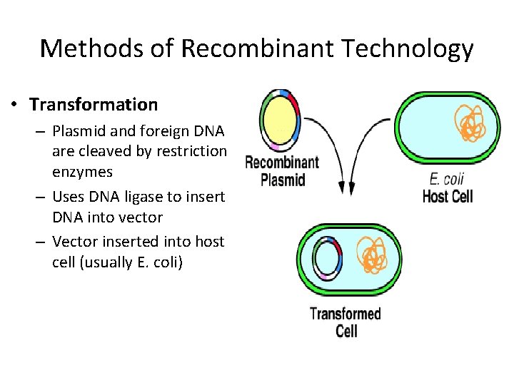 Methods of Recombinant Technology • Transformation – Plasmid and foreign DNA are cleaved by