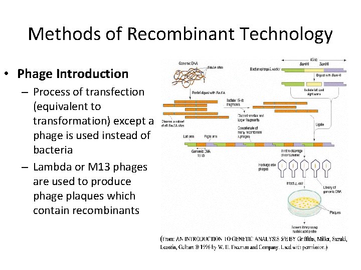 Methods of Recombinant Technology • Phage Introduction – Process of transfection (equivalent to transformation)