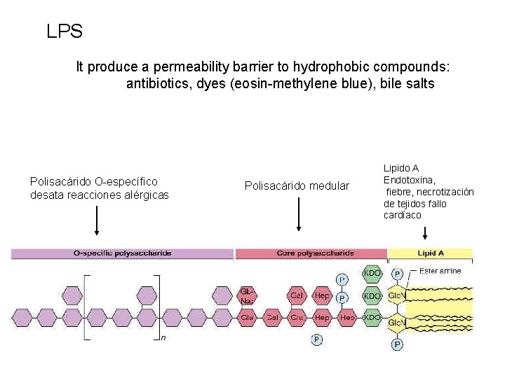 LPS It produce a permeability barrier to hydrophobic compounds: antibiotics, dyes (eosin-methylene blue), bile