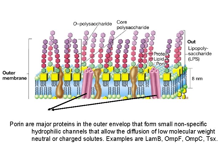 Porin are major proteins in the outer envelop that form small non-specific hydrophilic channels