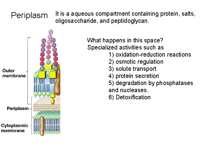 Periplasm It is a aqueous compartment containing protein, salts, oligosaccharide, and peptidoglycan. What happens