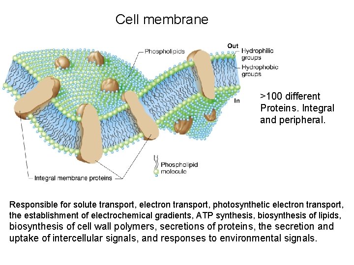 Cell membrane >100 different Proteins. Integral and peripheral. Responsible for solute transport, electron transport,