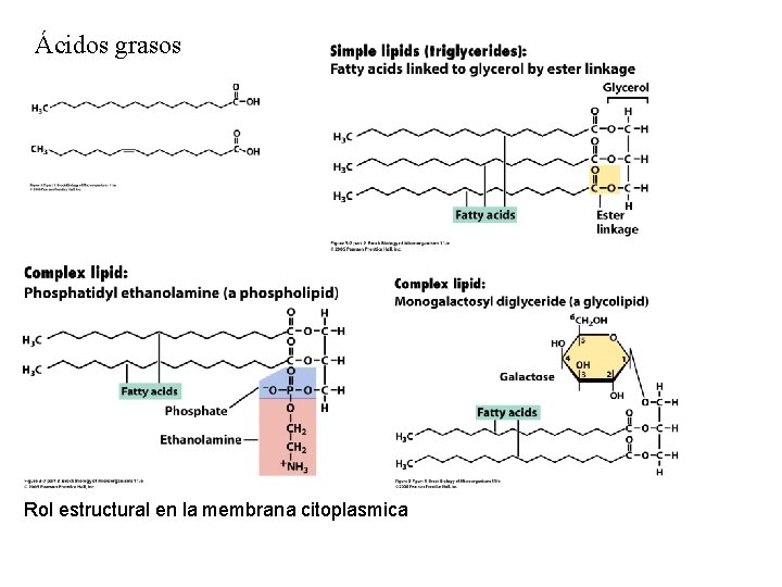 Ácidos grasos Rol estructural en la membrana citoplasmica 