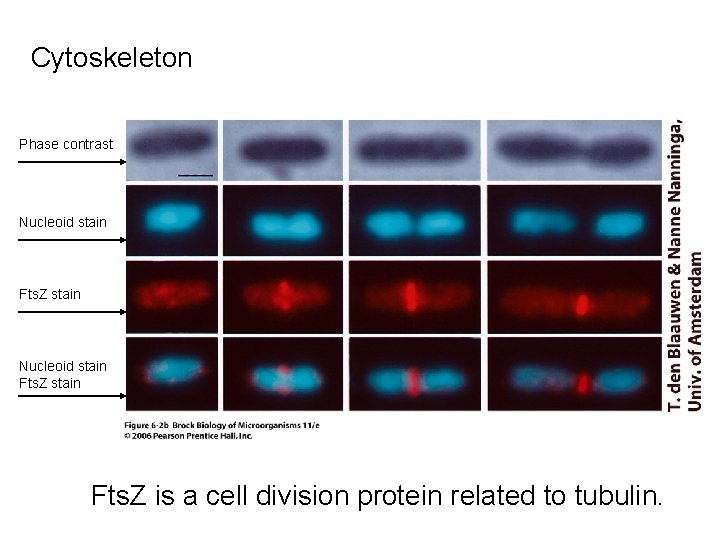 Cytoskeleton Phase contrast Nucleoid stain Fts. Z is a cell division protein related to