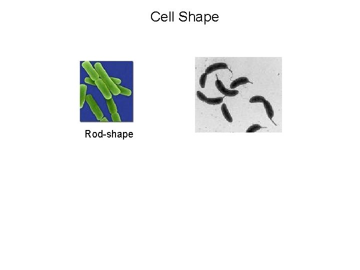 Cell Shape Rod-shape 