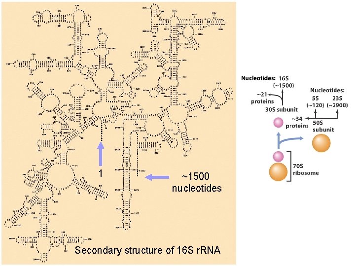 1 ~1500 nucleotides Secondary structure of 16 S r. RNA 
