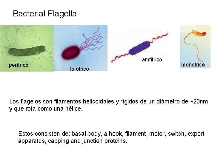 Bacterial Flagella perítrico amfitrico lofótrico monotrico Los flagelos son filamentos helicoidales y rígidos de