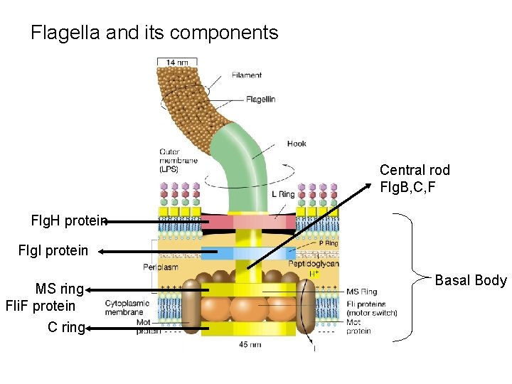 Flagella and its components Central rod Flg. B, C, F Flg. H protein Flg.