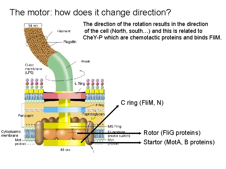 The motor: how does it change direction? The direction of the rotation results in