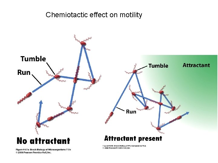 Chemiotactic effect on motility 