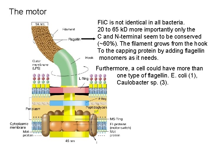 The motor Fli. C is not identical in all bacteria. 20 to 65 k.