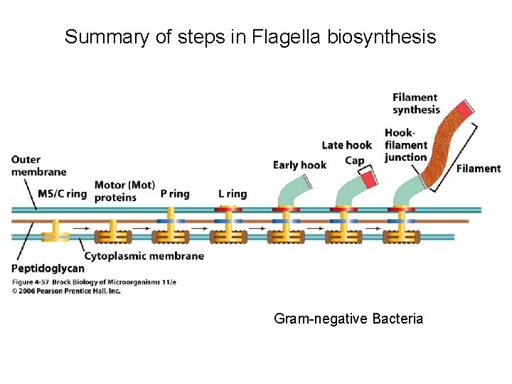 Summary of steps in Flagella biosynthesis Gram-negative Bacteria 