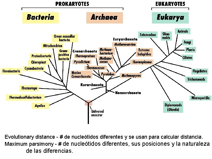 Evolutionary distance - # de nucleótidos diferentes y se usan para calcular distancia. Maximum