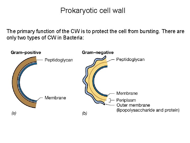 Prokaryotic cell wall The primary function of the CW is to protect the cell