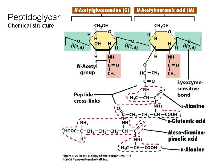 Peptidoglycan Chemical structure 