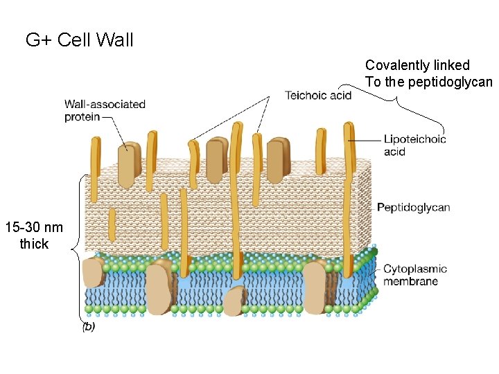 G+ Cell Wall Covalently linked To the peptidoglycan 15 -30 nm thick 