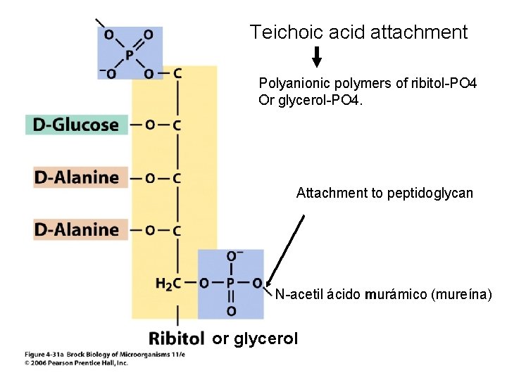 Teichoic acid attachment Polyanionic polymers of ribitol-PO 4 Or glycerol-PO 4. Attachment to peptidoglycan
