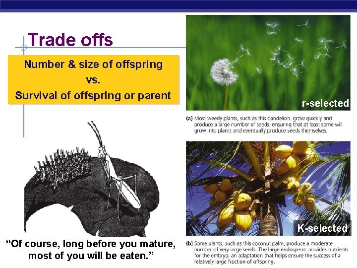 Trade offs Number & size of offspring vs. Survival of offspring or parent r-selected Trade offs Number & size of offspring vs. Survival of offspring or parent r-selected