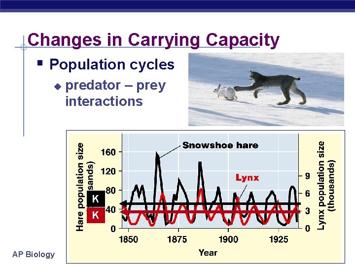 Changes in Carrying Capacity § Population cycles u predator – prey interactions K K Changes in Carrying Capacity § Population cycles u predator – prey interactions K K
