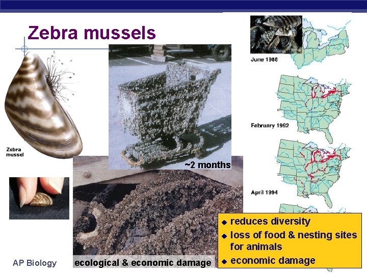 Zebra mussel ~2 months u u AP Biology ecological & economic damage u reduces Zebra mussel ~2 months u u AP Biology ecological & economic damage u reduces