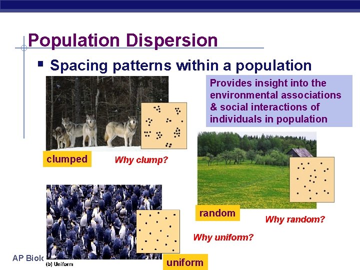 Population Dispersion § Spacing patterns within a population Provides insight into the environmental associations Population Dispersion § Spacing patterns within a population Provides insight into the environmental associations
