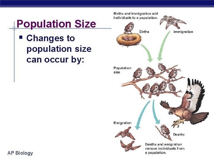 Population Size § Changes to population size can occur by: AP Biology Population Size § Changes to population size can occur by: AP Biology