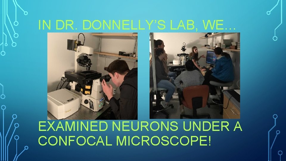 IN DR. DONNELLY’S LAB, WE… EXAMINED NEURONS UNDER A CONFOCAL MICROSCOPE! 