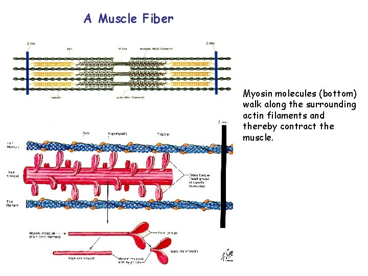 A Muscle Fiber Myosin molecules (bottom) walk along the surrounding actin filaments and thereby
