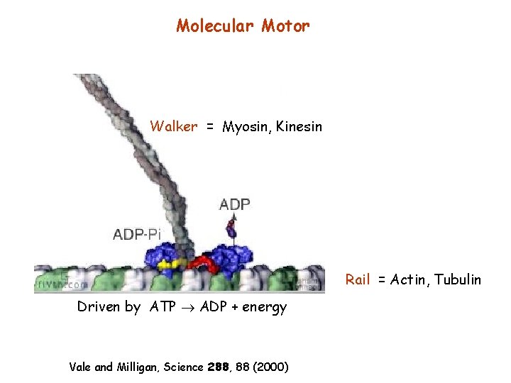 Molecular Motor Walker = Myosin, Kinesin Rail = Actin, Tubulin Driven by ATP ADP