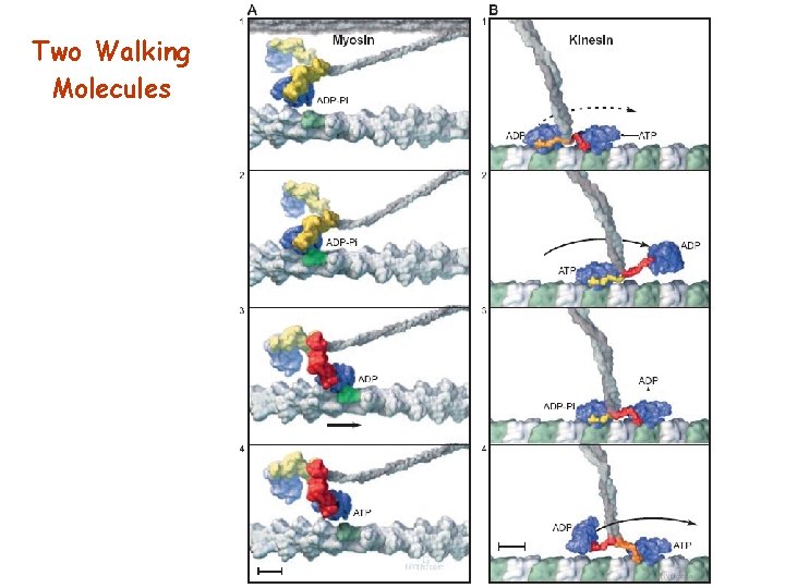 Two Walking Molecules 