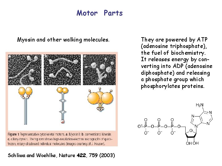 Motor Parts Myosin and other walking molecules. Schliwa and Woehlke, Nature 422, 759 (2003)