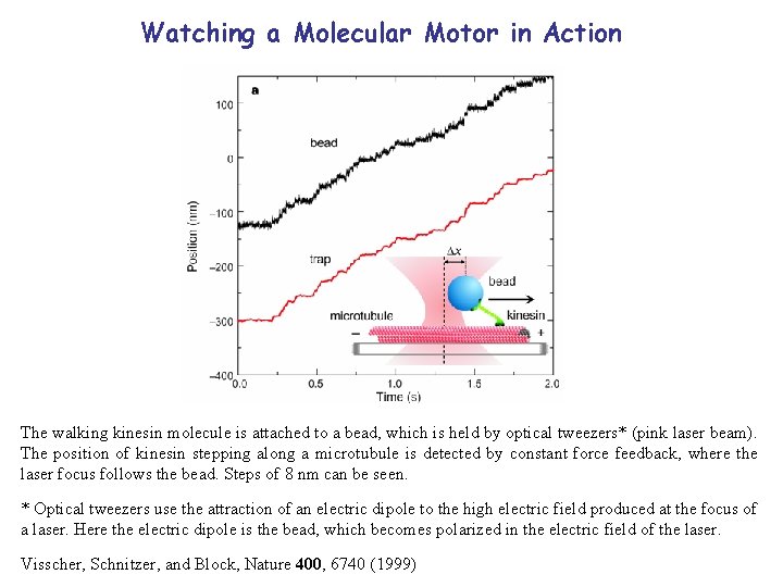Watching a Molecular Motor in Action The walking kinesin molecule is attached to a