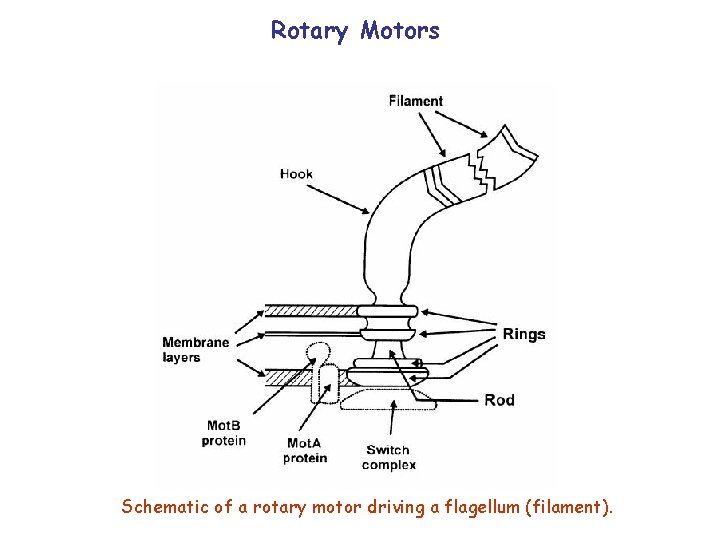 Rotary Motors Schematic of a rotary motor driving a flagellum (filament). 