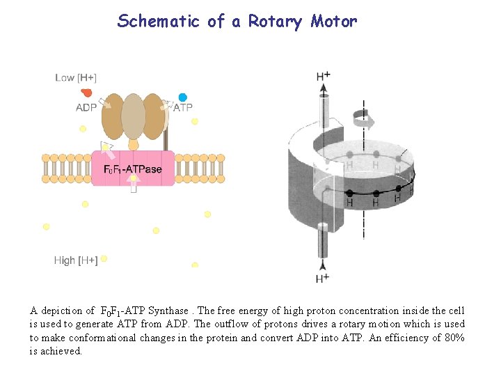 Schematic of a Rotary Motor A depiction of F 0 F 1 -ATP Synthase.