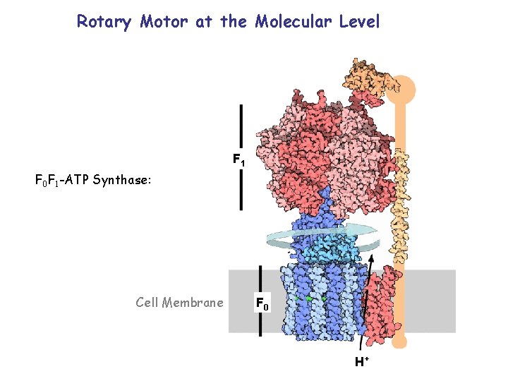 Rotary Motor at the Molecular Level F 1 F 0 F 1 -ATP Synthase: