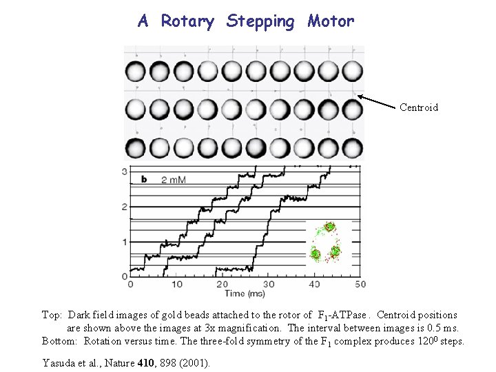 A Rotary Stepping Motor Centroid Top: Dark field images of gold beads attached to