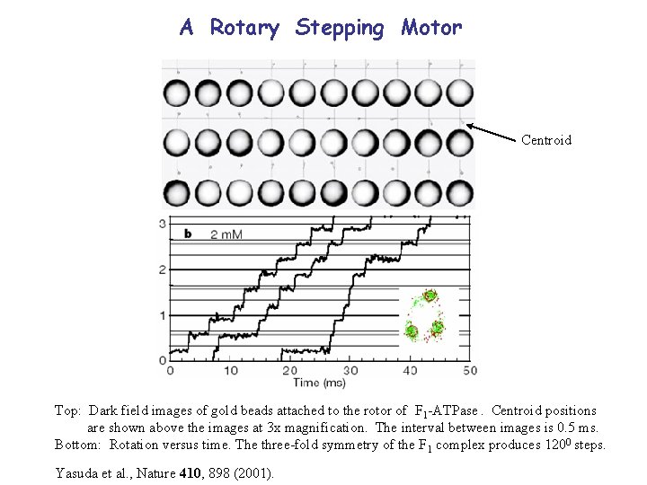 A Rotary Stepping Motor Centroid Top: Dark field images of gold beads attached to A Rotary Stepping Motor Centroid Top: Dark field images of gold beads attached to