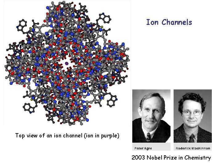 Ion Channels Top view of an ion channel (ion in purple) 2003 Nobel Prize