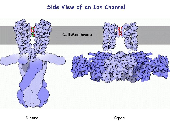 Side View of an Ion Channel Cell Membrane Closed Open 