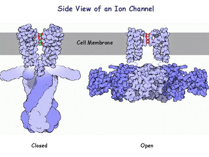 Side View of an Ion Channel Cell Membrane Closed Open Side View of an Ion Channel Cell Membrane Closed Open
