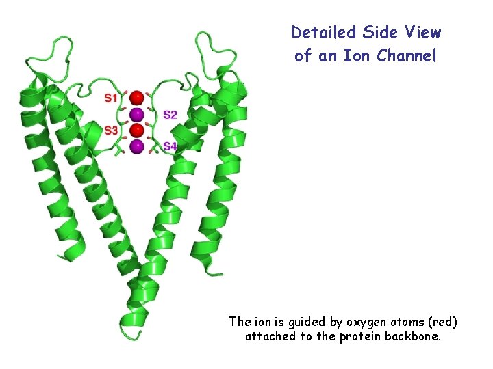 Detailed Side View of an Ion Channel The ion is guided by oxygen atoms Detailed Side View of an Ion Channel The ion is guided by oxygen atoms