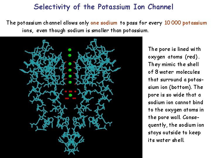 Selectivity of the Potassium Ion Channel The potassium channel allows only one sodium to